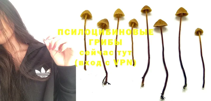 Галлюциногенные грибы Cubensis  Искитим 